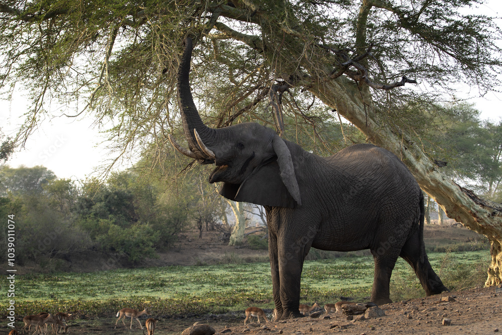 Family of african elephant near the water dam. Herd of elephants with small calf. Safari in Kruger national park. Family of african elephant near the water dam. Herd of elephants with small calf. Safari in Kruger national park.