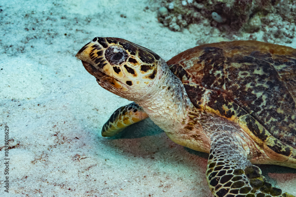 Obraz premium Hawksbill Turtle - Red Sea - Egypt