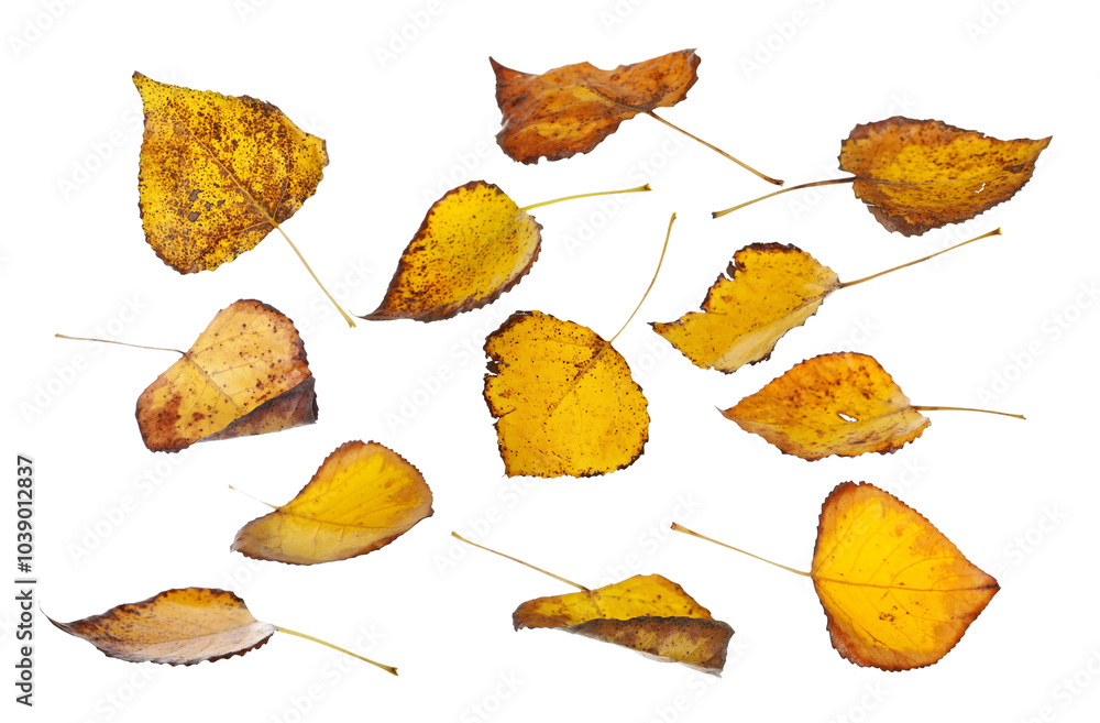 Set autumn dry colorful leaves falling, isolated on white, clipping Set autumn dry colorful leaves falling, isolated on white, clipping