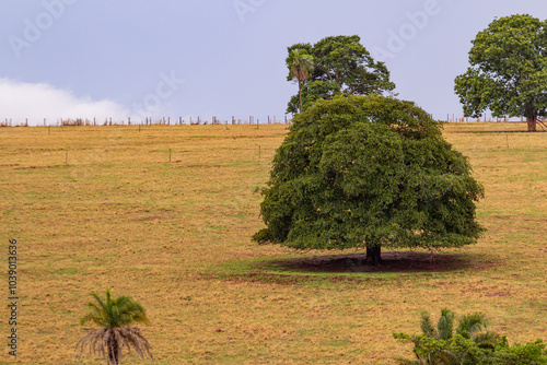 Campo com algumas árvores frondosas, no meio do pasto com capim seco. photo