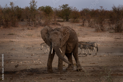 Photography Family of african elephant near the water dam