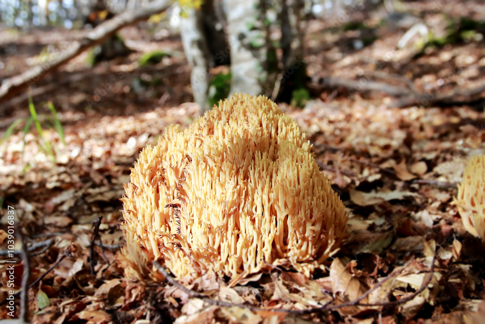 Ramaria flava - European yellow coral mushroom Ramaria flava - European yellow coral mushroom