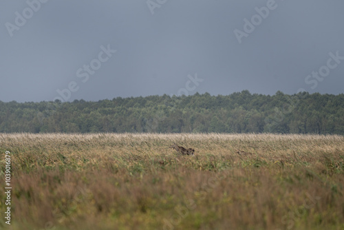 Moose is walking through the meadow. Female of elk during rutting time in the grass. Wildlife in Poland. 