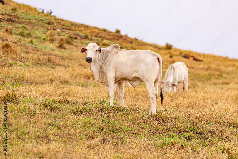 Dois bois brancos no pasto seco de uma fazenda. Dois bois brancos no pasto seco de uma fazenda.