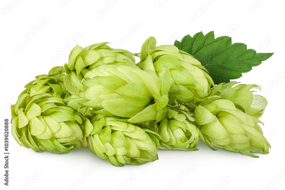 Hop cones isolated on white background. Beer brewing ingredients Hop cones isolated on white background. Beer brewing ingredients