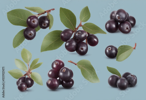 Set of aronia berries and branches isolated transparent