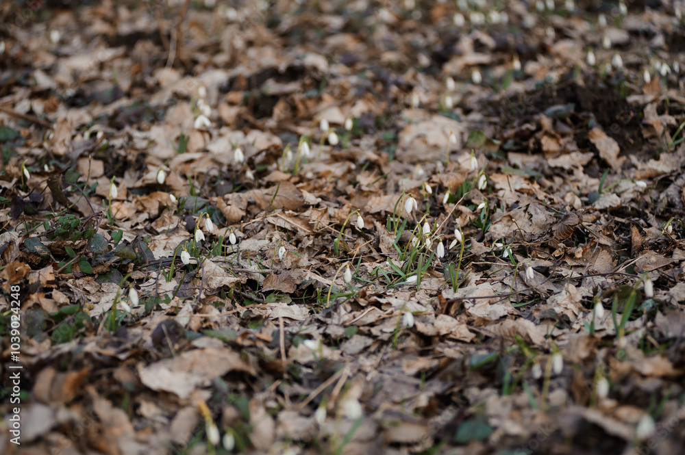 Delicate Snowdrops Emerging Through Autumn Leaves in a Tranquil Forest Setting Delicate Snowdrops Emerging Through Autumn Leaves in a Tranquil Forest Setting