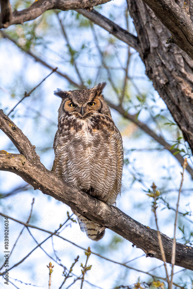 Obraz premium Whoo You Look'in At?