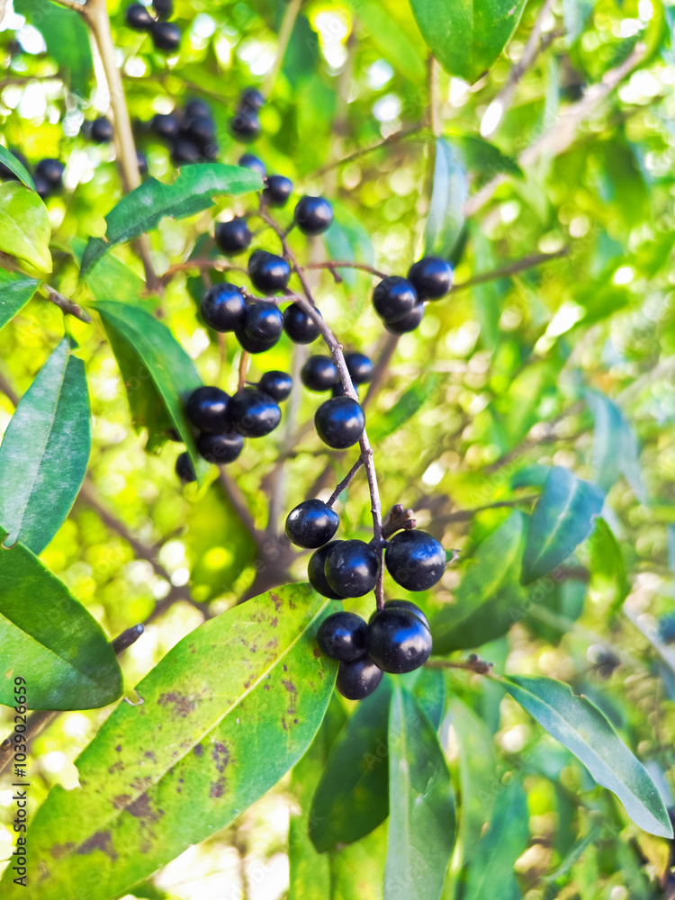 Close-Up of Glossy Black Berries on a Branch in a Lush Garden Close-Up of Glossy Black Berries on a Branch in a Lush Garden