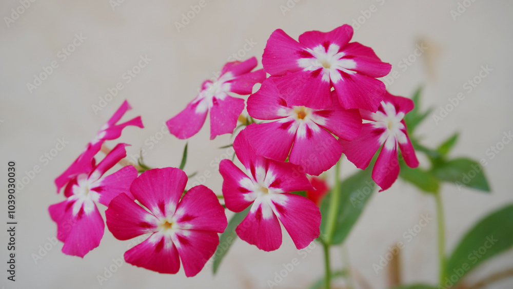 Victorias rosadas o también llamada besitos Victorias rosadas o también llamada besitos