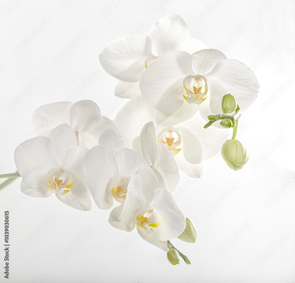 Fototapeta premium Flowers of a beautiful white orchid on a white background, isolated. A branch of a white orchid with blooming flowers and green buds. Phalaenopsis