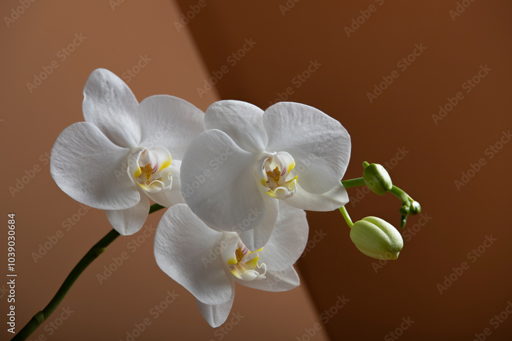 Fototapeta premium Flowers of a beautiful white orchid on an orange background with a gradient. A branch of a white orchid with blooming flowers and green buds. Phalaenopsis