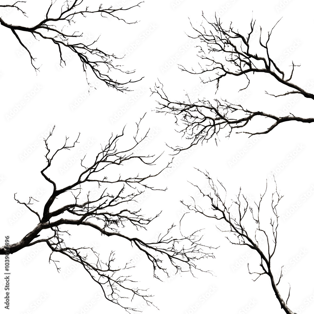 Fototapeta premium tree silhouette isolated on white