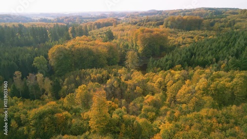 Drone shot of autumn forest