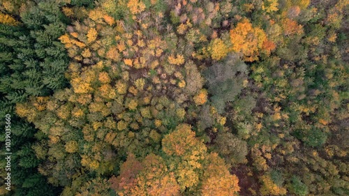 Top down drone shot of autumn forest