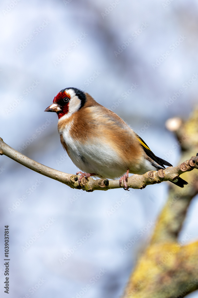 Goldfinch (Carduelis carduelis) in Urban Park, Dublin Goldfinch (Carduelis carduelis) in Urban Park, Dublin