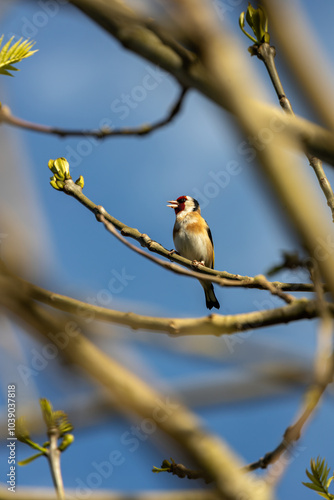 Goldfinch (Carduelis carduelis) in Urban Park, Dublin