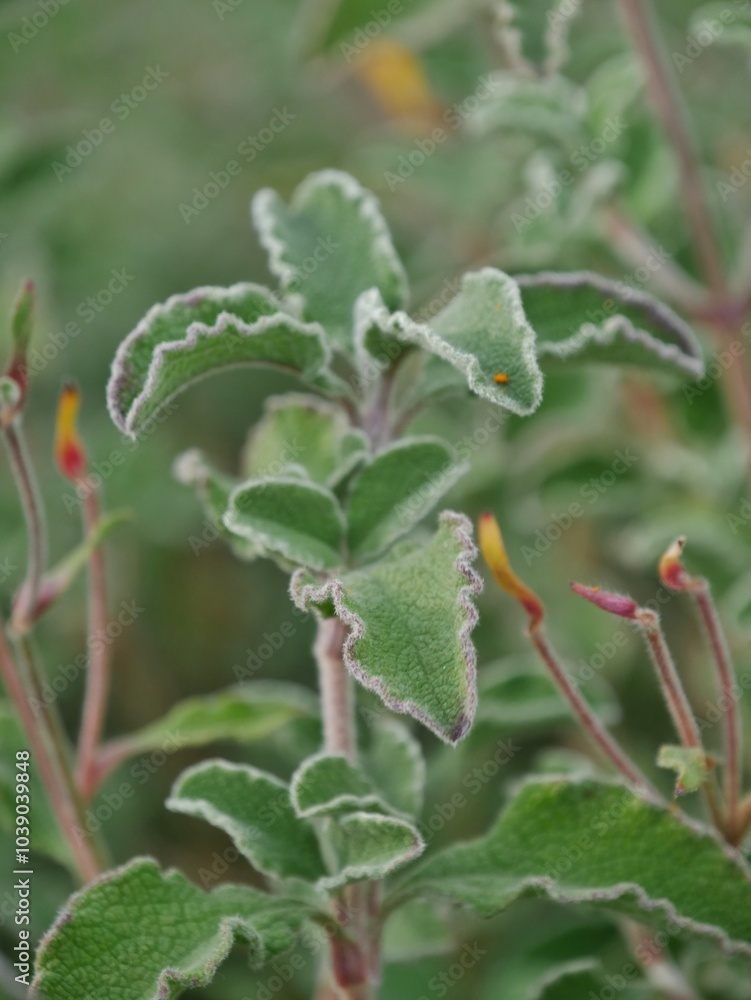 Cistus creticus L. Cistus creticus L.