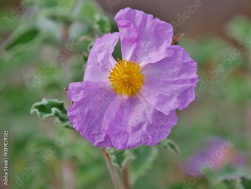 Foto Cistus - Zistrose