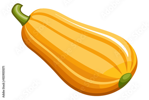 Butternut squash fruit vector art illustration