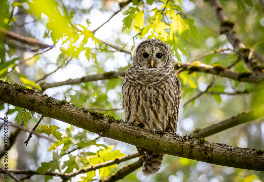 A barred owl A barred owl