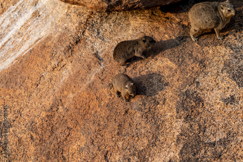 The Hyrax, or Dassie -Procavia capensis- is the evolutionary nearest relative of the elephant. Seen here climbing on the rocks near Spitzkoppe, Namibia.