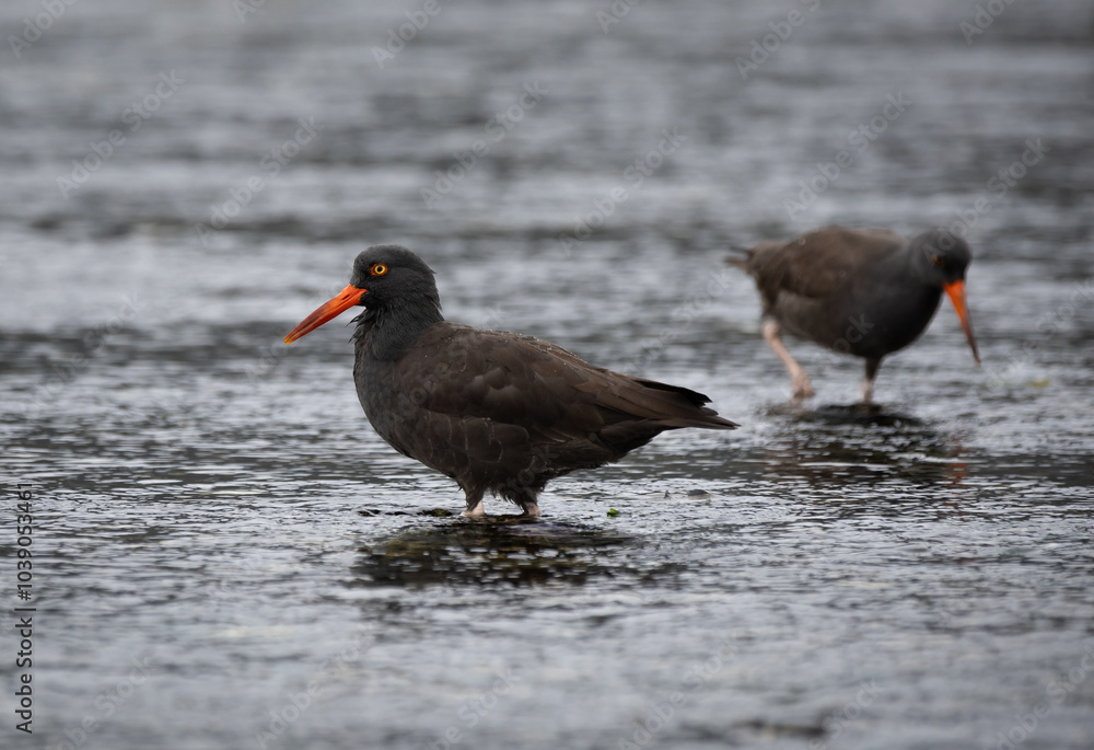 Black oystercatchers 