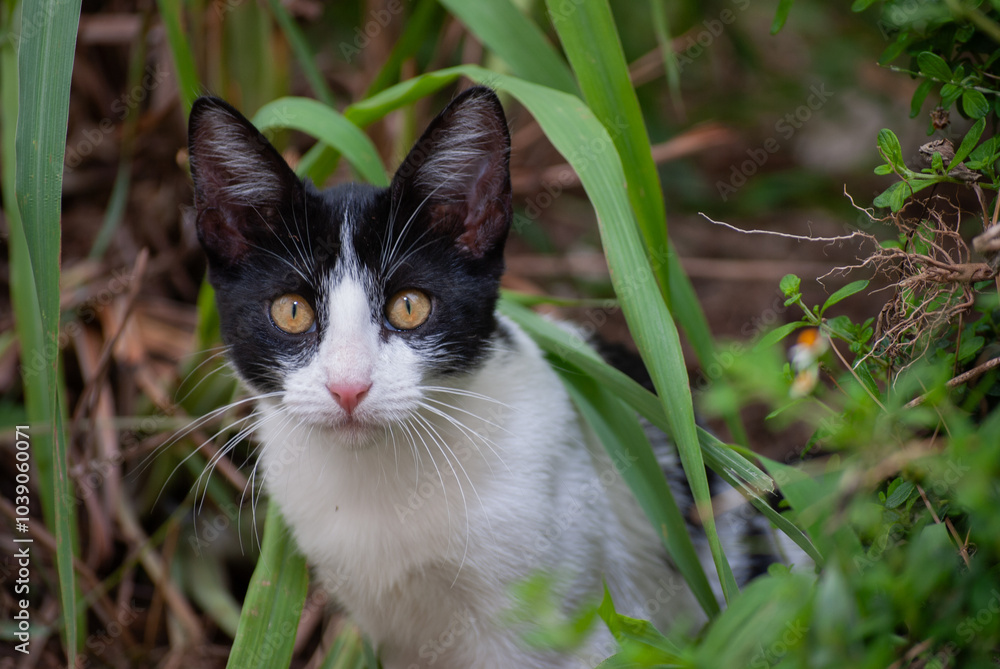 gato blanco con negro en el bosque gato blanco con negro en el bosque