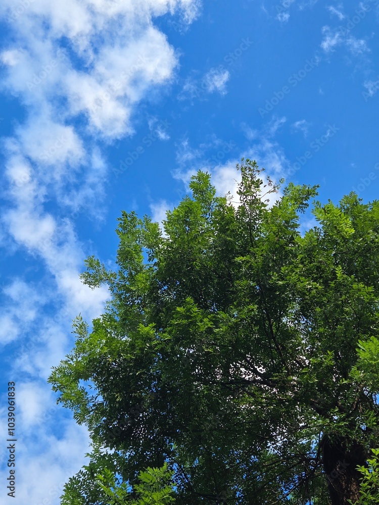 Obraz premium trees and sky