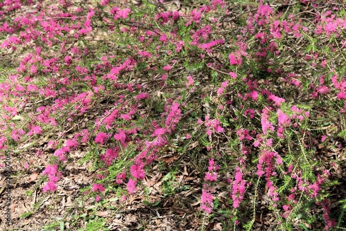 Violet Honey-myrtle (Melaleuca wilsonii) in flower. Australian native plant. photo