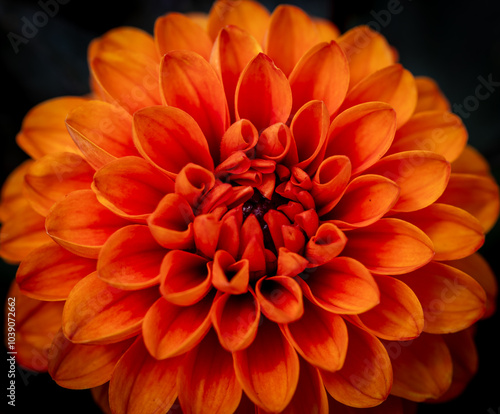 A close up picture of an orange Dahlia bloom.