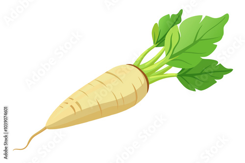 Single fresh daikon radish root isolated