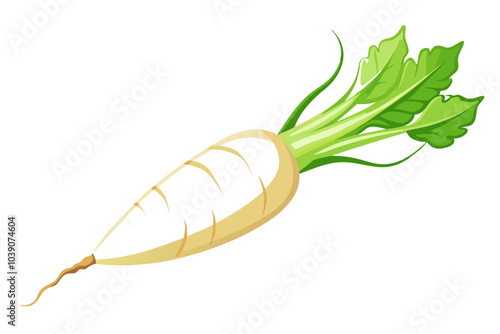 Single fresh daikon radish root isolated