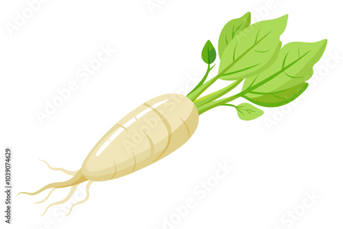 Single fresh daikon radish root isolated