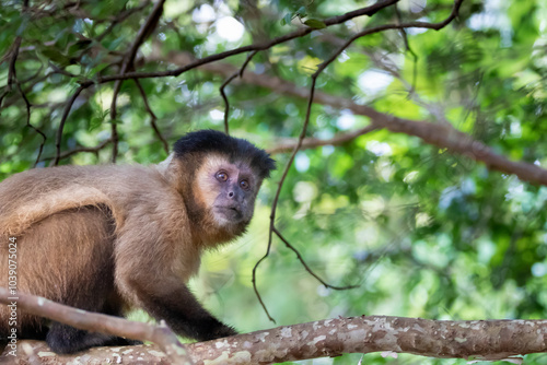Canvas Print Brazilian Wildlife is very beautiful have many species with colorful variables