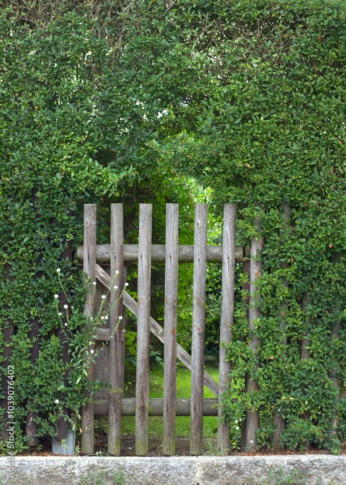 wooden old gate set within dense lush green hedge leading into garden. concepts: mystery or secret garden, home, green living spaces, hidden entrances or pathways, boundary and seclusion, city escape. wooden old gate set within dense lush green hedge leading into garden. concepts: mystery or secret garden, home, green living spaces, hidden entrances or pathways, boundary and seclusion, city escape.