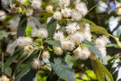 Australian Black Wattle tree in flower photo