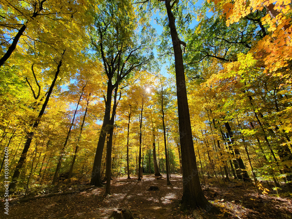 Fototapeta premium Autumn Disc golf at Royalton Ravine Disc Golf Course