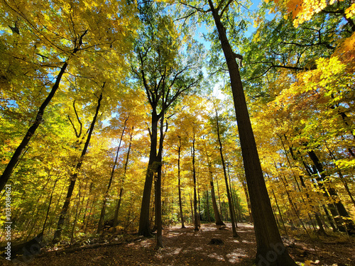 Autumn Disc golf at Royalton Ravine Disc Golf Course photo