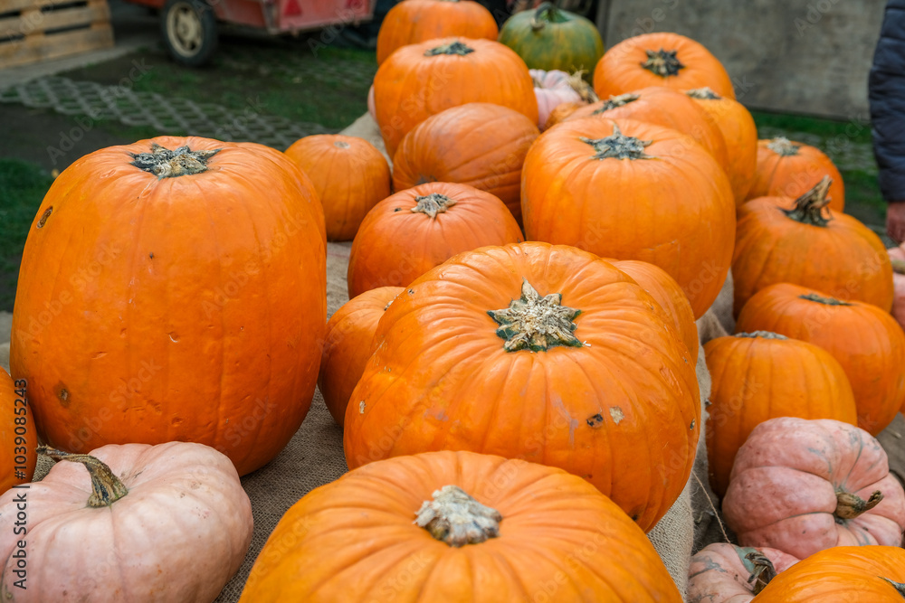 Large group of pumpkins displayed for sale at a farmer market Large group of pumpkins displayed for sale at a farmer market
