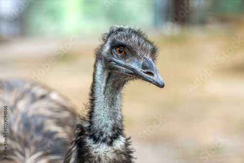 Ostrich head close up photo