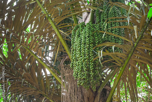 Kolang kaling fruit tree (Arenga Pinnata) photo