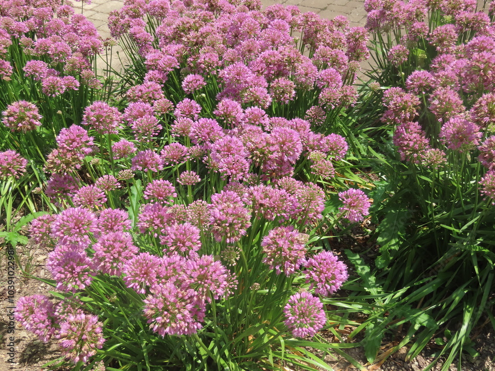 Obraz premium pink and white flowers
