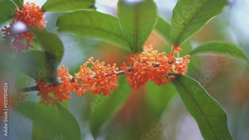 Tokyo,Japan - October 17, 2024: Closeup of Beautiful fragrant orange colored olive photo