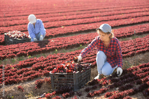 Young agricultural workwoman cutting fresh young leaves of red batavia lettuce on farm field. Harvest time.. photo