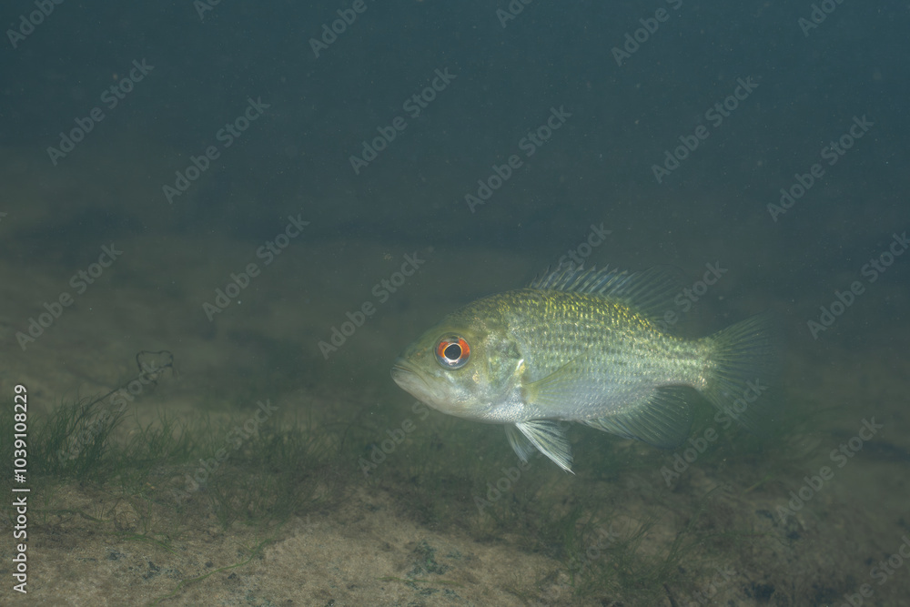 Rock bass in a river Rock bass in a river
