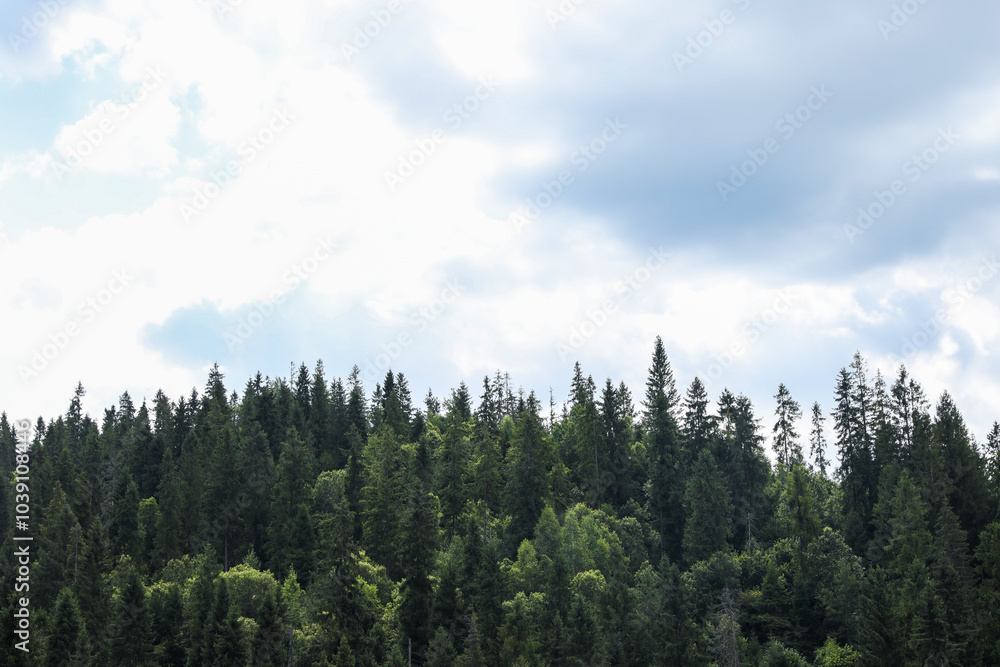 Beautiful view of forest in mountains under blue sky Beautiful view of forest in mountains under blue sky
