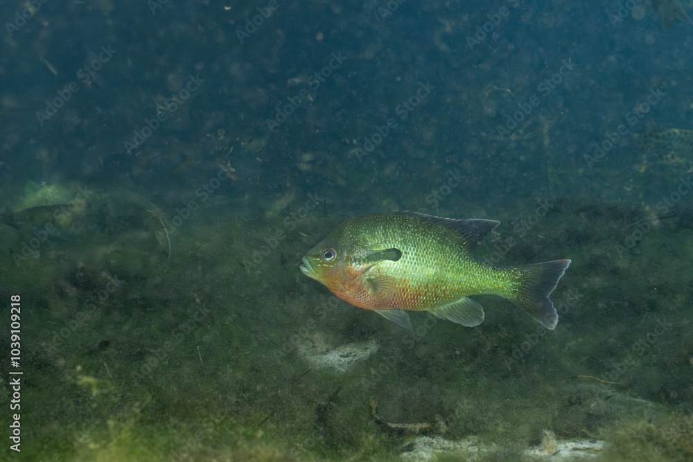Florida longear sunfish in natural spring Florida longear sunfish in natural spring