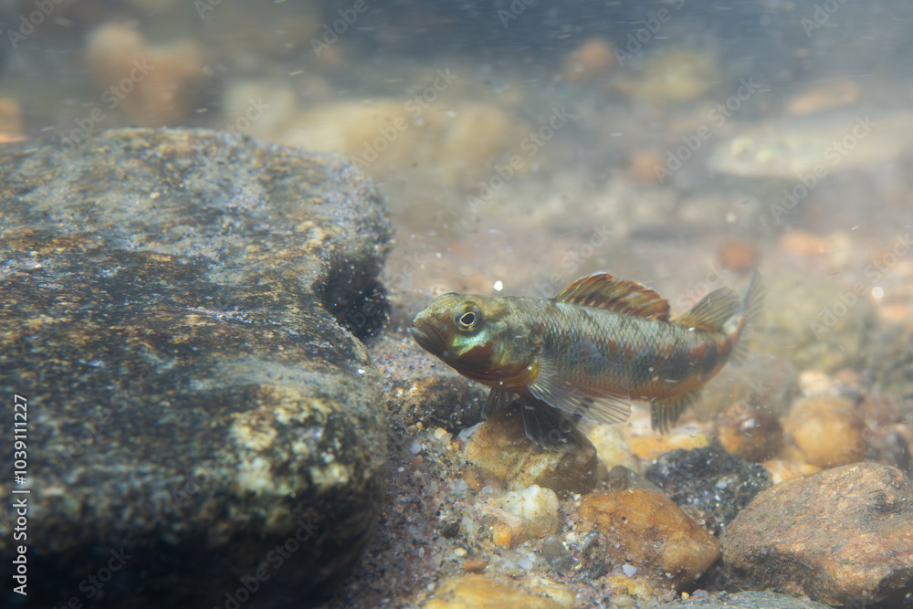 Gilt darter displaying on rocky riverbed Gilt darter displaying on rocky riverbed
