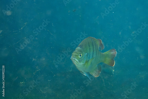 Florida Springs bluegill in crystal clear water photo